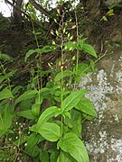 Scrophularia grayanoides