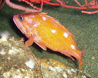 <i>Sebastes rosaceus</i> Species of fish