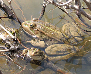 Sea frog (Pelophylax ridibundus) from Krk / Croatia