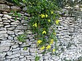 Senecio angulatus rock wall.jpg