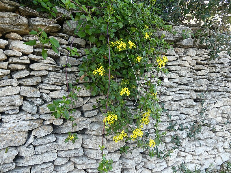 File:Senecio angulatus rock wall.jpg