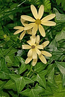 <i>Senecio macroglossus</i> Species of flowering plant