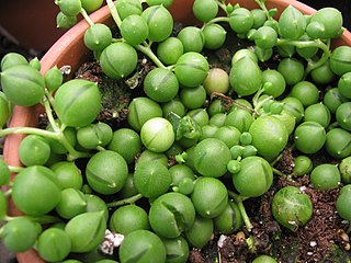 <i>Curio rowleyanus</i> Species of flowering plant in the daisy family Asteraceae