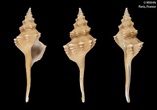 <i>Serratifusus sitanius</i> Species of gastropod