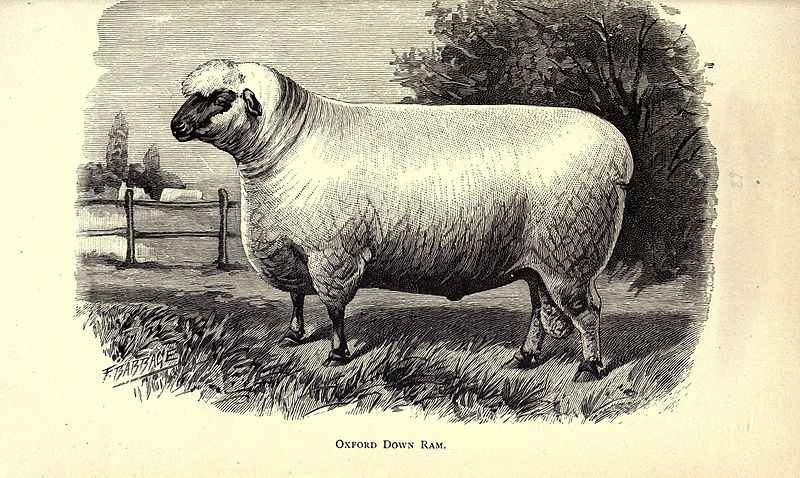 File:Sheep BHL20149169.jpg