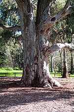 A scarred tree at Warriparinga. Bark was removed to produce a shield or tray. Shield tree.jpg