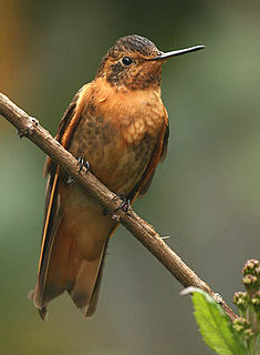 Shining sunbeam Species of hummingbirdbird