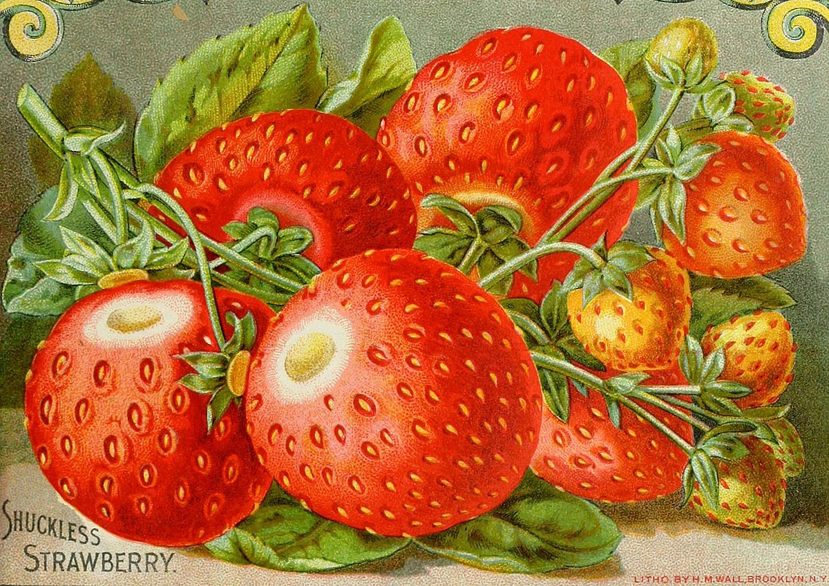 File:Shuckless (strawberry) ad art, from Childs' rare flowers ...