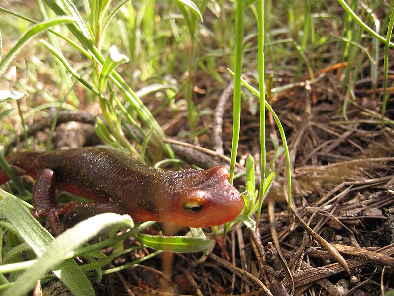 File:Sierra Newt along Lake Vernon in Hetch Hetchy watershed, Yosemite National Park - panoramio.jpg