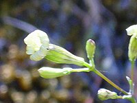 Silene mellifera