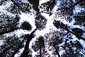 Silhouette of Pine Trees