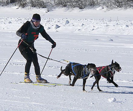 Skijoring with dogs