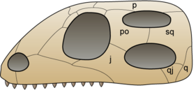 Будова черепа діапсидів