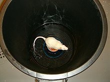 This rat is being deprived of rapid eye-movement (REM) sleep using a single platform ("flower pot") technique. The water is within 1 cm of the small flower pot bottom platform where the rat sits. The rat is able to sleep but at the onset of REM sleep muscle tone is lost and the rat would either fall into the water only to clamber back to the pot to avoid drowning, or its nose would become submerged into the water shocking it back to an awakened state. Sleep-deprivation-flowerpot-technique-jepoirrier.jpg