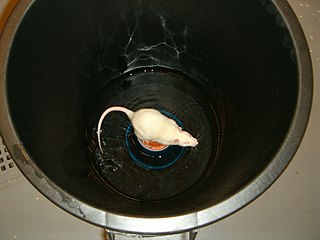 <span class="mw-page-title-main">Flowerpot technique</span> Animal testing technique