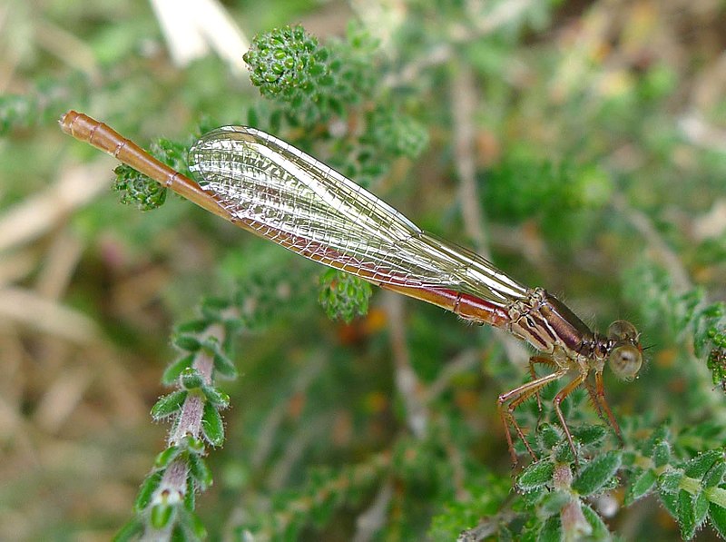 File:Small Red Damsel. Ceriagrion tenellum 4 - Flickr - gailhampshire.jpg