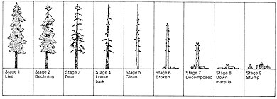 Successional stages of a snag from death of a tree to final decomposition. Snag Stages.jpg