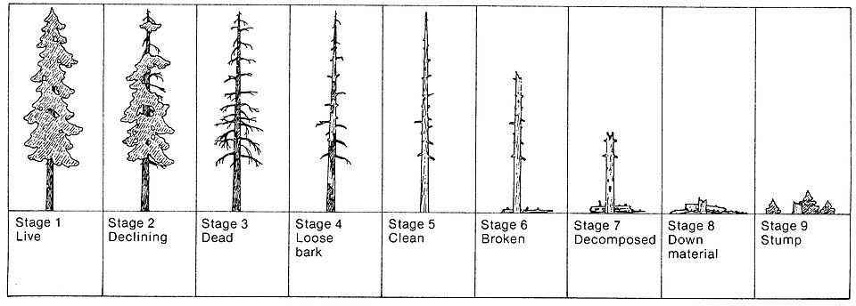 Postupné etapy od odumření stromu až po jeho konečný rozklad