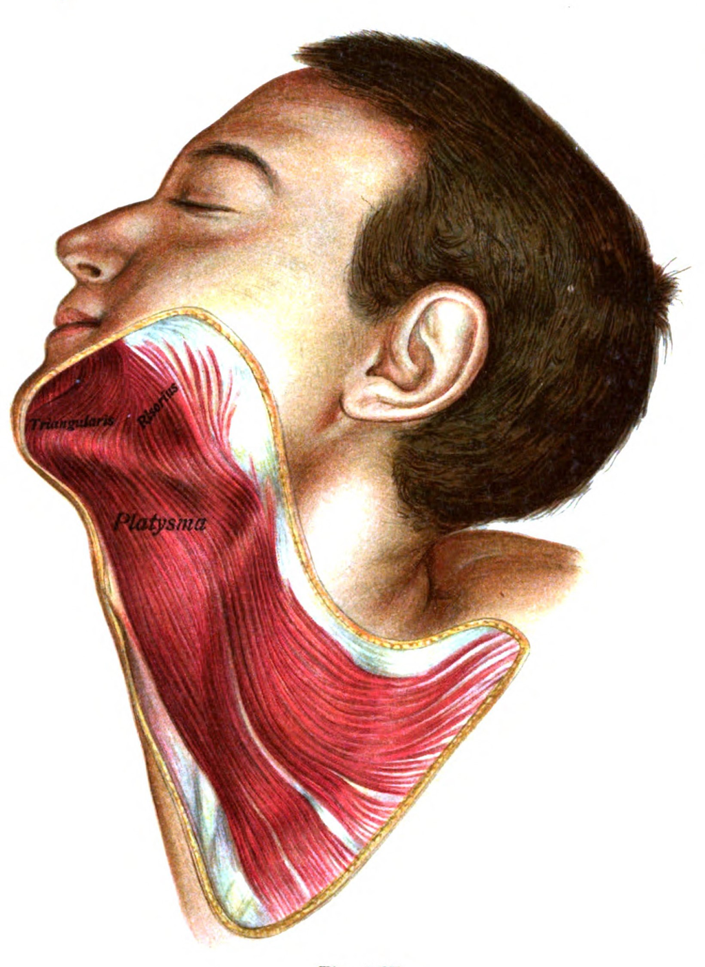 Marginal mandibular branch of the facial nerve - Wikipedia