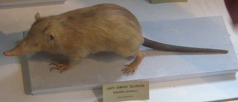 File:Solenodon paradoxus Harvard.jpg