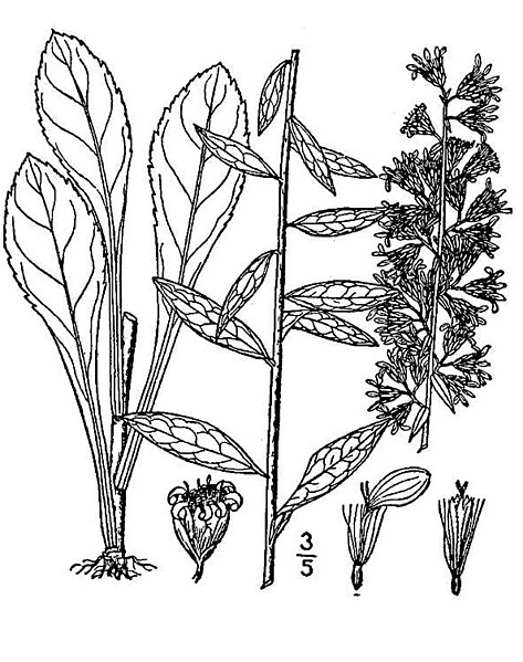 File:Solidago speciosa02.jpg