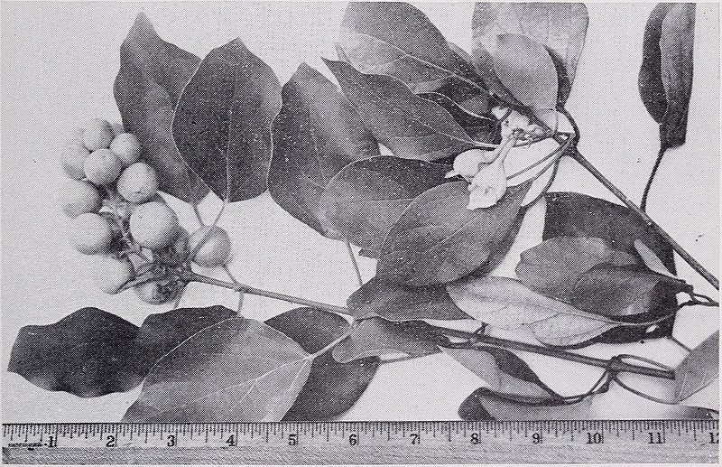 File:Some ornamental shrubs for the Tropics (1951) (19949126193).jpg