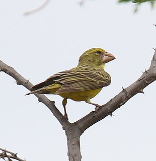 Southern grosbeak-canary Species of bird