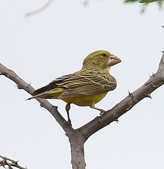 <span class="mw-page-title-main">Southern grosbeak-canary</span> Species of bird