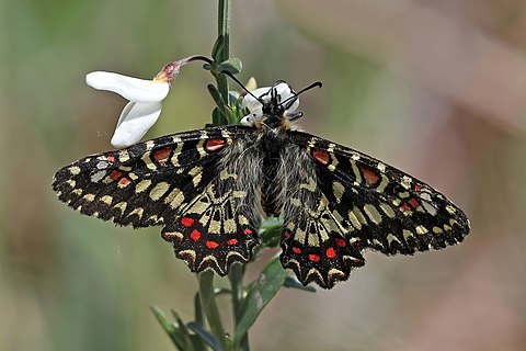 Spanish festoon (Zerynthia rumina)