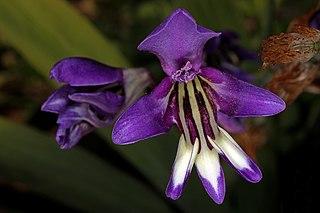 <i>Sparaxis metelerkampiae</i> Species of flowering plant