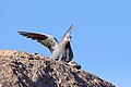 Speckled (Rock) Pigeon-5167 (3) - Flickr - Ragnhild & Neil Crawford.jpg