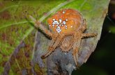 Araneus pallidus (Araneidae) Garden Spider