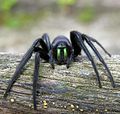 Foto dunha araña (Segestria florentina) realizada en Mandaio