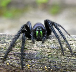 <i>Segestria</i> (spider) Genus of spiders