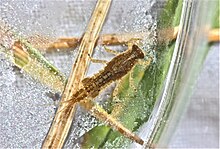 Spiny crawler mayfly, Eurylophella verisimilis (7234701238).jpg