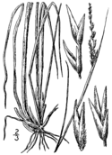 Sporobolus clandestinus (as S. canovirens) BB-1913.png