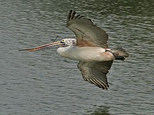 Spot-billed pelican Spot-billed Pelican (Pelecanus philippensis) with nesting material W IMG 2806.jpg