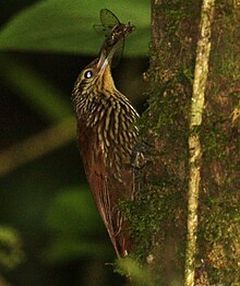 L. a. neglectus at Savegre Lodge, Costa Rica Spot-crowned Woodcreeper 2.jpg