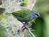 Tanager, Spotted Tangara punctata