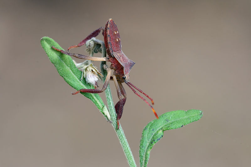 File:Squash bug Coreidae hz.jpg