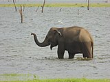 Éléphant sri-lankais.Category:ElephantsCategory:Unidentified Elephantidae