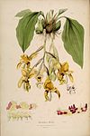 Stanhopea wardii - Sertum - Lindley pl. 
 20 (1838). 
 jpg