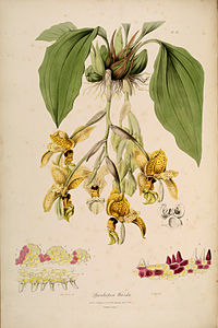 plate 20 Stanhopea wardii