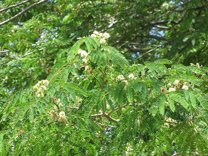 File:Starr-090616-0786-Enterolobium cyclocarpum-leaves and flowers-Haiku-Maui (24334075614).jpg