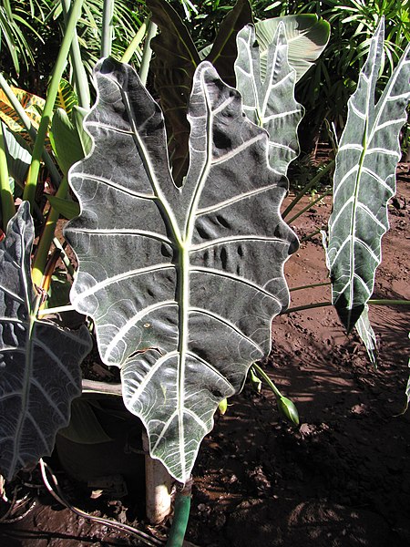 File:Starr-110209-0812-Alocasia x amazonica-leaves-Resort Management Group Nursery Kihei-Maui (24444063964).jpg