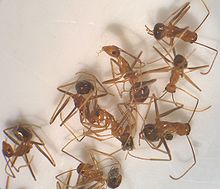 Yellow crazy ant - Wikipedia