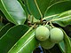 Calophyllum