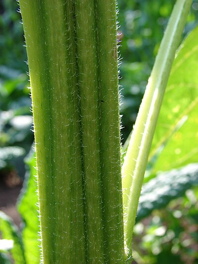 Стебель подсолнуха. Helianthus pauciflorus. Helianthus strumosus. Helianthus petiolaris. Подсолнечника черешковый.