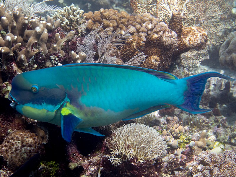 File:Steephead parrotfish (Chlorurus microrhinos).jpg