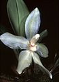 Stenia bismarckii flower